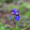 붓꽃(Iris sanguinea Donn ex Horn) : 추풍