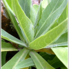 갯고들빼기(Crepidiastrum lanceolatum (Houtt.) Nakai) : 능선따라