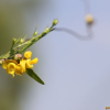 여우팥(Dunbaria villosa (Thunb.) Makino) : kplant1