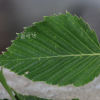 사스래나무(Betula ermanii Cham.) : 카르마