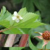 거문딸기(Rubus trifidus Thunb.) : 산들꽃