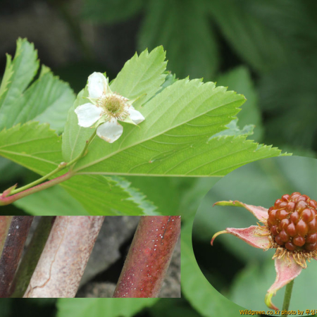 거문딸기(Rubus trifidus Thunb.) : 무심거사