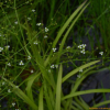 택사(Alisma canaliculatum A.Br. & Bouche) : 산들꽃