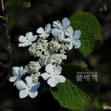 분단나무(Viburnum furcatum Blume) : 통통배