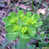 등대풀(Euphorbia helioscopia L.) : 능선따라