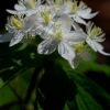 나도바람꽃(Enemion raddeanum Regel) : 추풍