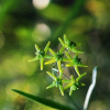 산해박(Cynanchum paniculatum (Bunge) Kitag. ex H.Hara) : 바지랑대