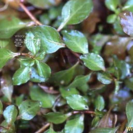 눈여뀌바늘(Ludwigia ovalis Miq.) : kplant1