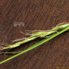 길뚝사초(Carex bostrychostigma Maxim.) : 도리뫼
