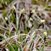꼬랑사초(Carex mira Kuk.) : 산들꽃