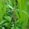 향모(Hierochloe odorata (L.) P.Beauv.) : 꽃마리