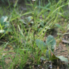 선주름잎(Mazus stachydifolius (Turcz.) Maxim.) : 통통배
