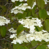 분단나무(Viburnum furcatum Blume) : 벵듸낭