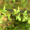 멍덕딸기(Rubus idaeus L. subsp. melanolasius Focke) : 무심거사