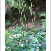 왜승마(Actaea japonica Thunb.) : 오솔