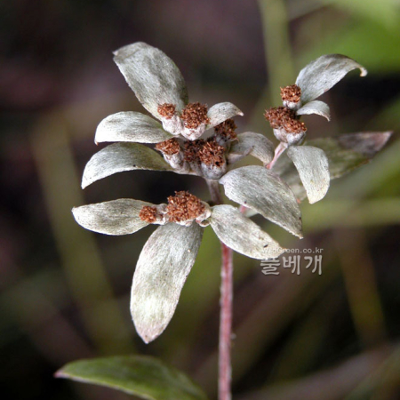 왜솜다리(Leontopodium japonicum Miq.) : habal
