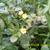 물양지꽃(Potentilla cryptotaeniae Maxim.) : 가야