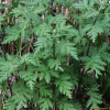 더위지기(Artemisia sacrorum Ledeb. var. iwayomogi (Kitam.) M.S.Park & G.Y.Chung) : 무심거사