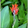 홍초(Canna × generalis L.H.Bailey) : 산들꽃
