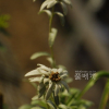 솜다리(Leontopodium coreanum Nakai) : 도리뫼