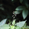 말털이슬(Circaea lutetiana L. subsp. quadrisulcata (Maxim.) Asch. & Magnus) : 현촌