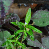 산방백운풀(Oldenlandia corymbosa L.) : 산들꽃