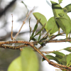 동백나무겨우살이(Korthalsella japonica (Thunb.) Engl.) : 벵듸낭