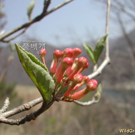분꽃나무(Viburnum carlesii Hemsl.) : 벼루