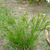 길골풀(Juncus tenuis Willd.) : 塞翁之馬