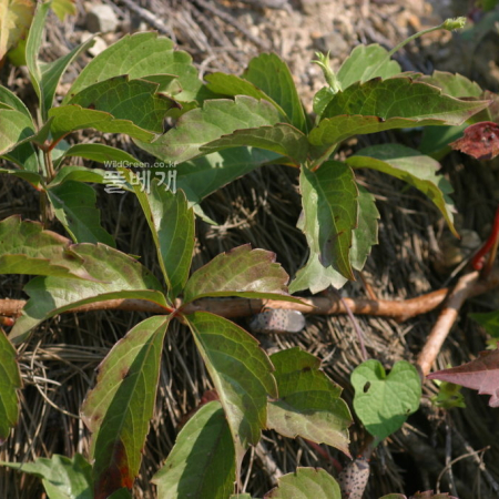 미국담쟁이덩굴(Parthenocissus quinquefolia (L.) Planch.) : 무심거사