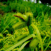 양뿔사초(Carex capricornis Meinsh. ex Maxim.) : 도리뫼