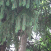 독일가문비(Picea abies (L.) H.Karst.) : 능선따라