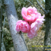 만첩홍매실(Prunus mume for. alphandi (Carr.) Rehder) : 현촌