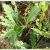 큰조뱅이(Breea setosa (Willd.) Kitam.) : 청암