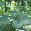 일본목련(Magnolia obovata Thunb.) : 추풍