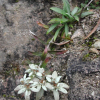 왜솜다리(Leontopodium japonicum Miq.) : 벼루