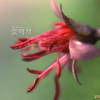 순채(Brasenia schreberi J.F.Gmel.) : 산들꽃