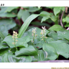 큰두루미꽃(Maianthemum dilatatum (Wood) A.Nelson & J.F.Macbr.) : 통통배