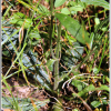애기담배풀(Carpesium rosulatum Miq.) : 능선따라