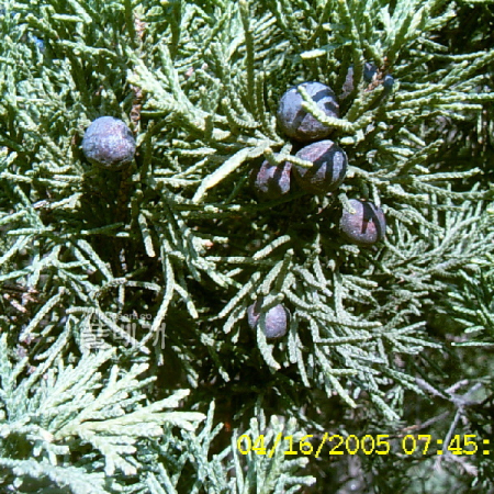향나무(Juniperus chinensis L.) : 현촌