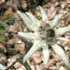 솜다리(Leontopodium coreanum Nakai) : 도리뫼