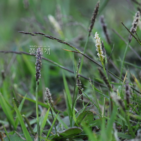 금잔디(Zoysia matrella var. pacifica Goudswaard) : 통통배