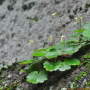 바위떡풀 : 곰배령