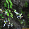 바위떡풀(Saxifraga fortunei Hook. var. koraiensis Nakai) : 무심거사