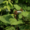 곰딸기(Rubus phoenicolasius Maxim.) : 여울목