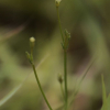 큰벼룩아재비(Mitrasacme pygmaea R.Br.) : 청암