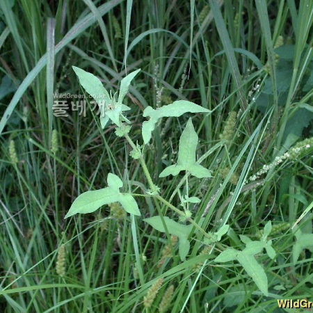 나도미꾸리낚시(Persicaria maackiana (Regel) Nakai ex Mori) : 바위꽃