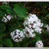 분꽃나무(Viburnum carlesii Hemsl.) : 청암