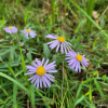 좀개미취(Aster maackii Regel) : 벼루