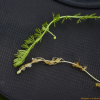 개통발(Utricularia intermedia Hayne) : 통통배